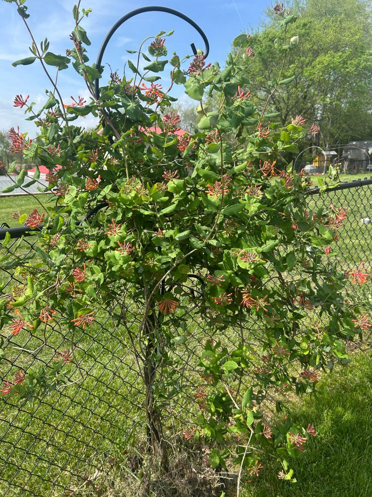 Our hummingbird vine loaded with flower buds. 