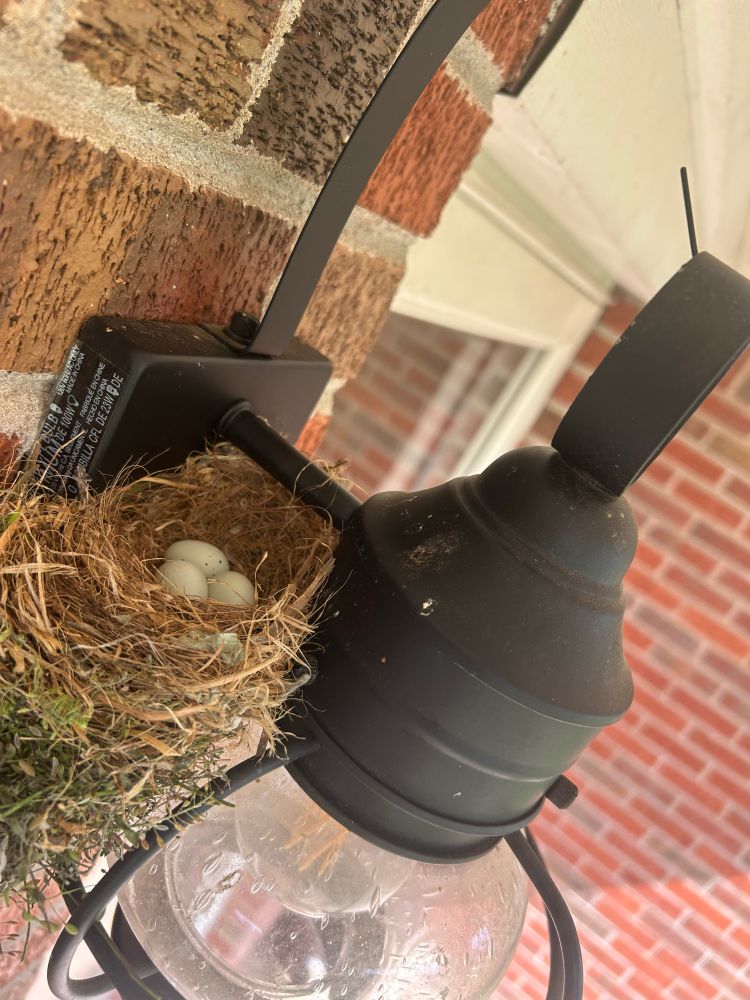 House finch nest and three eggs on our front porch light. 