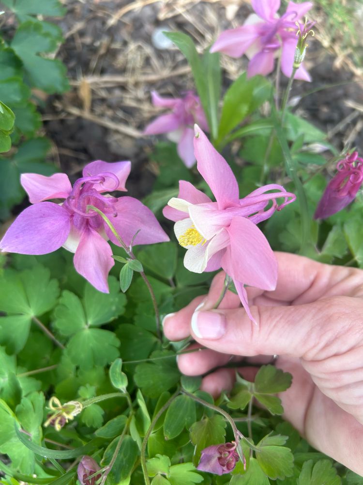 Pink columbine blooms. 