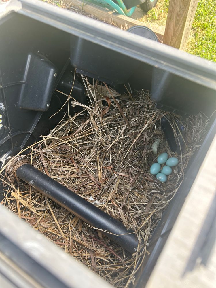 Starling nest and five blue eggs in my compost bin. 