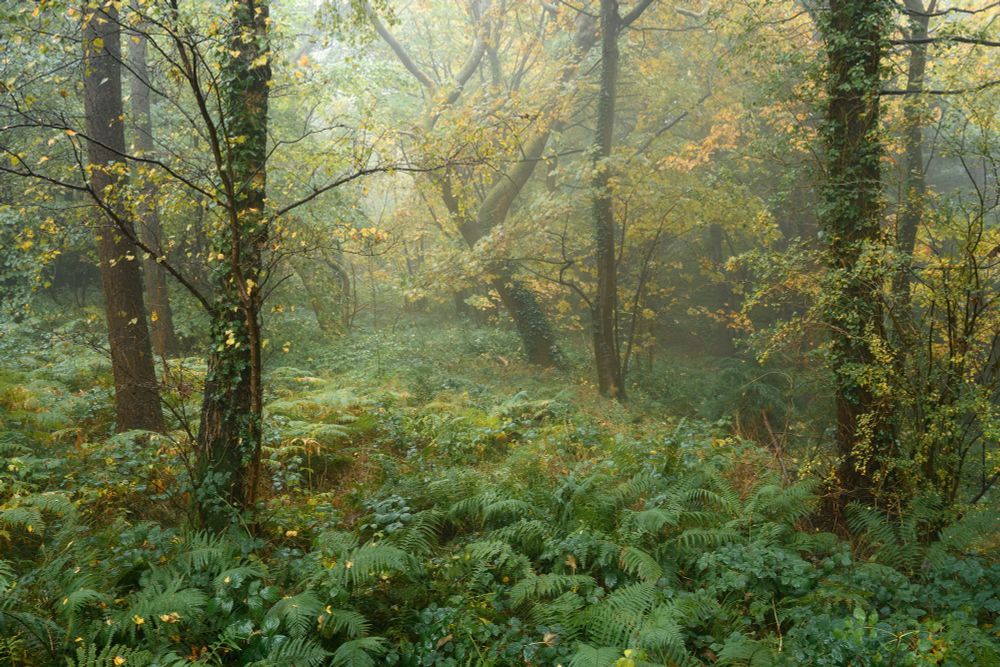 Trees in full autumn colour enveloped in fog deep in a Welsh woodland 