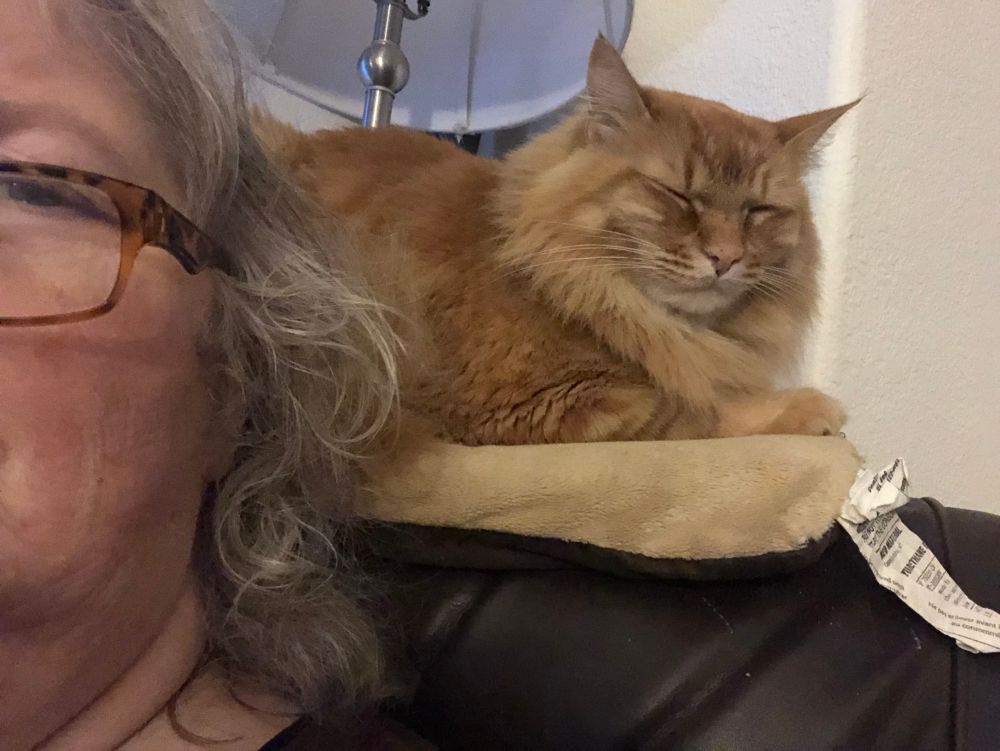 Just a smidge of the left side of my head, wearing reading glasses. Behind me, is the face and front of an orange-striped, long-haired, tabby cat, with a mane. His eyes are closed and he’s laying on a light brown mat, with the non-removable tag still attached, on top of a dark brown chair. Behind him is the inside of a white lampshade. 