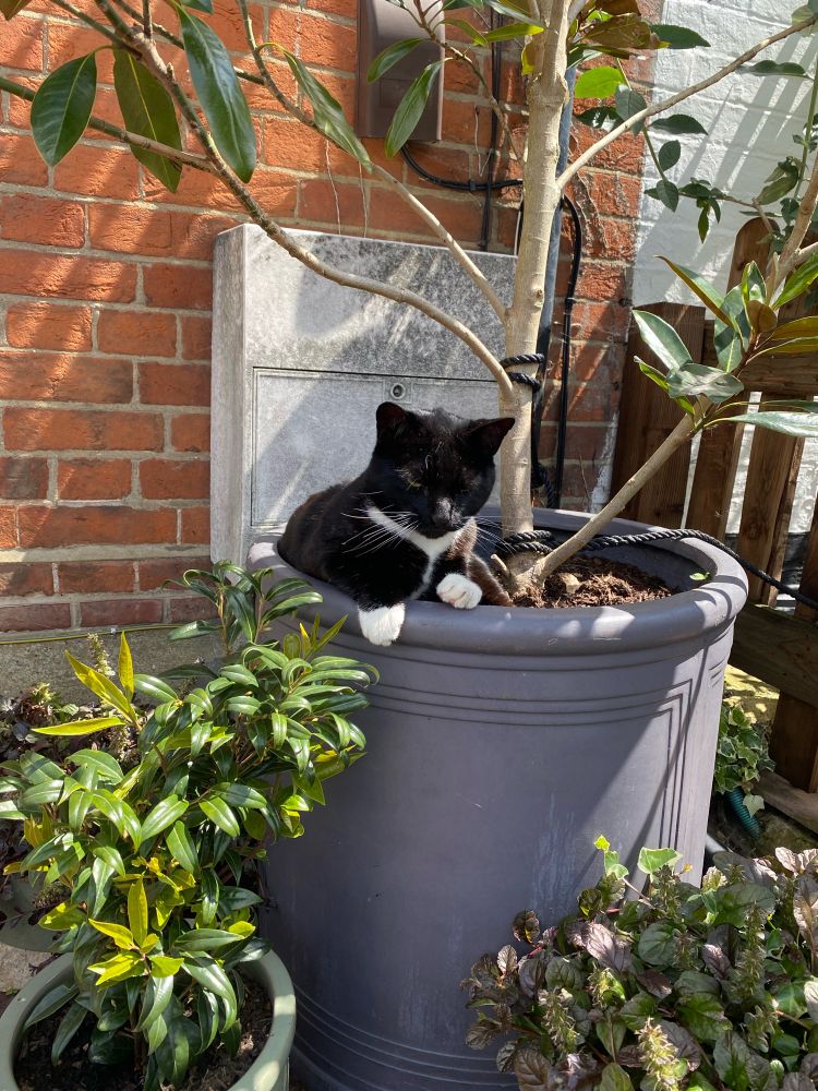 A tuxedo cat sitting outside in a flower pot