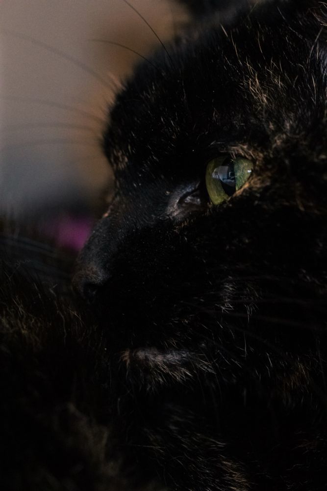 Closeup sideview of a female tortoiseshell cat
