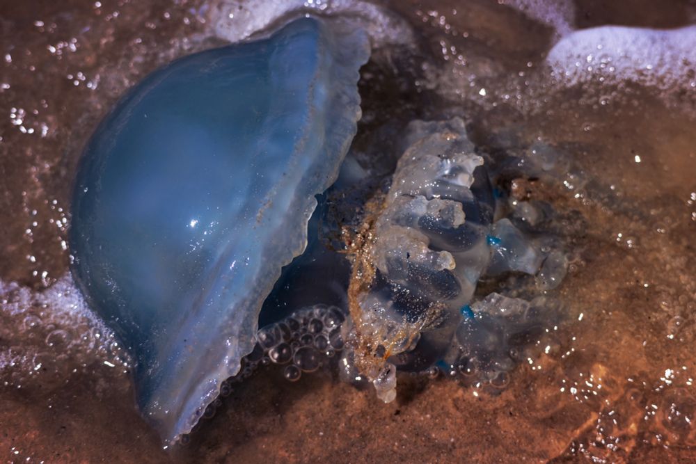 Blue jellyfish in the surf 