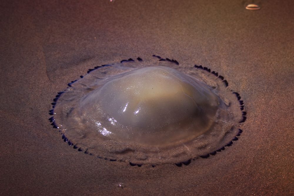 See through jellyfish with a deep purple edge on the beach