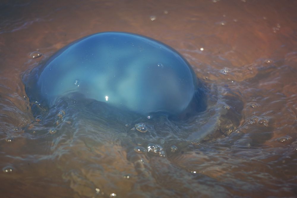 Blue jellyfish in the surf 