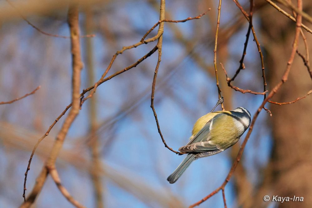 Ähnliches Motiv, Meise von hinten.