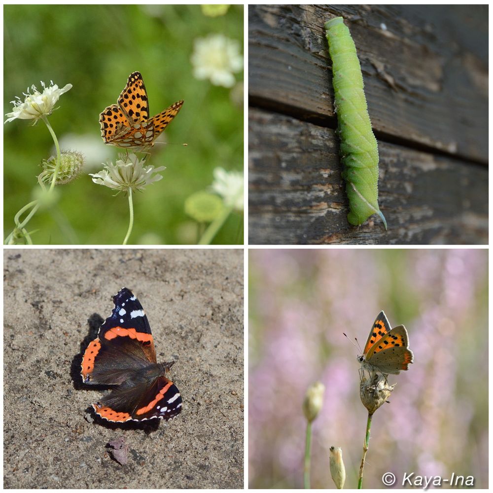4 Abbildungen, Perlmuttfalter, Raupe, Admiral, Feuerfalter.