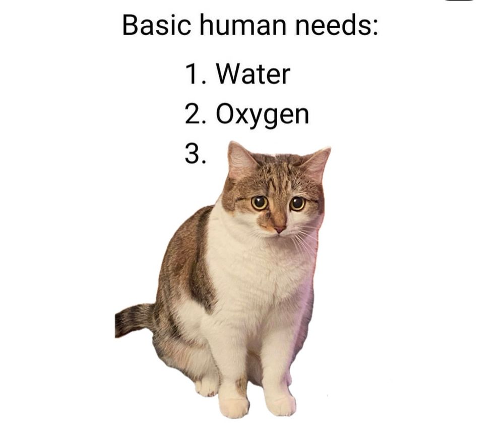 Meme:
 Basic human needs 
1. water
2. Oxygen 
3. Cat (picture of a cat looking like it's pleading) 