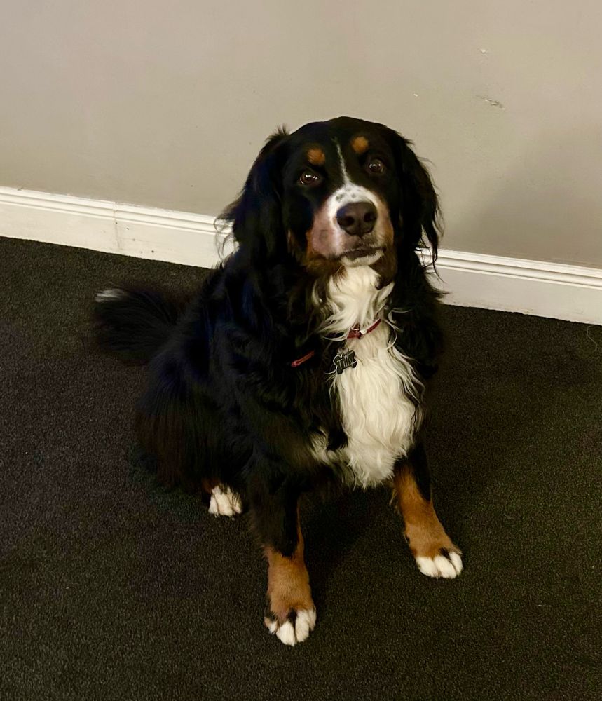 Bernese mountain dog after being groomed. 