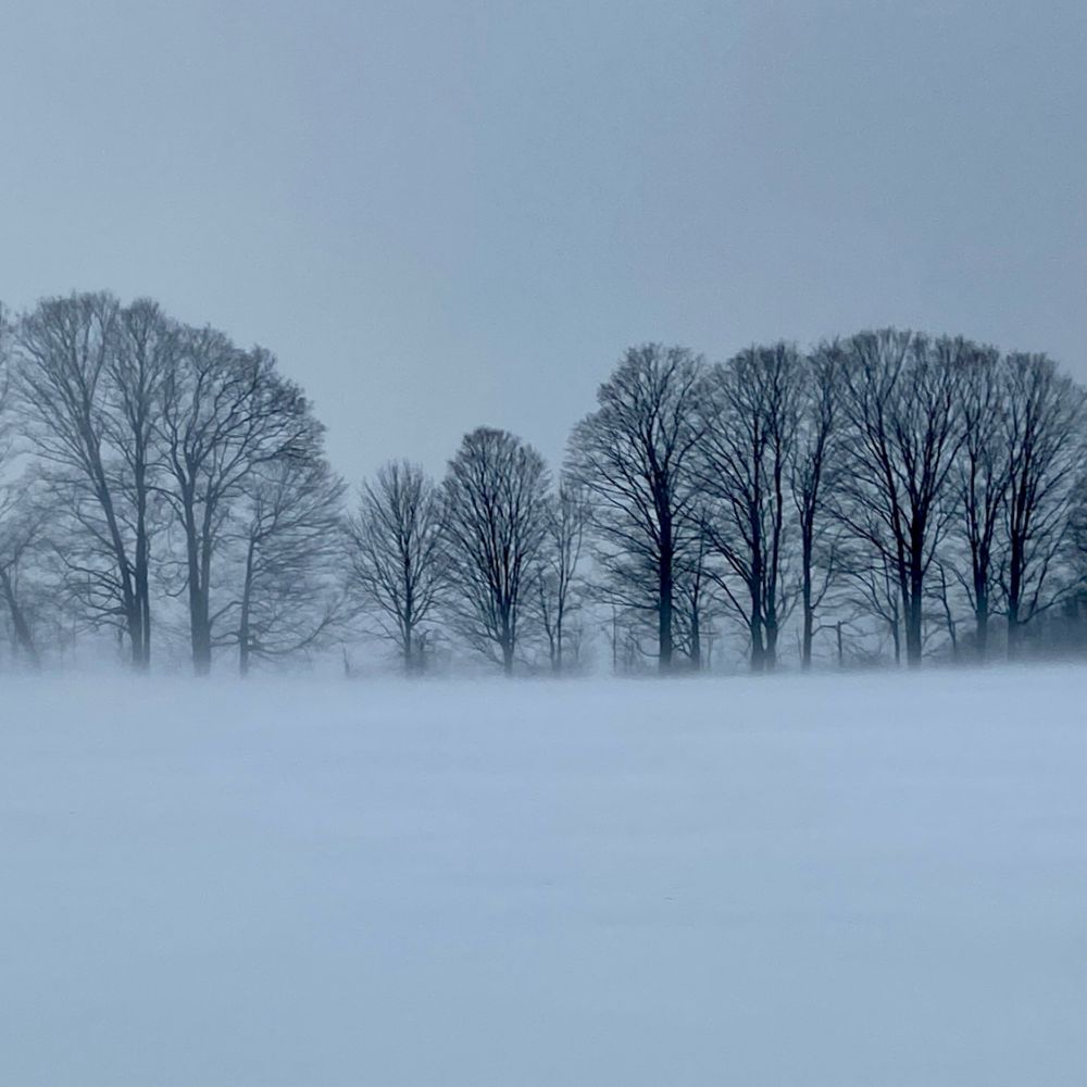 A line of maple trees silhouetted in the distance, blowing snow blurring the bases of their trunks.
