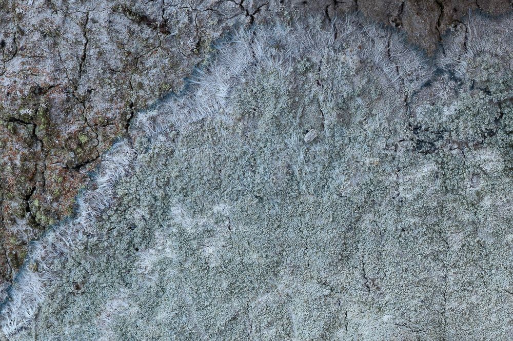 A closeup of the margin of the thallus shows in detail the diffuse soredia covering the central portion of the lichen and the prothallus made of thick white hyphae extending beyond the soredia. At the edge of this white mat is a faint blue-green margin.