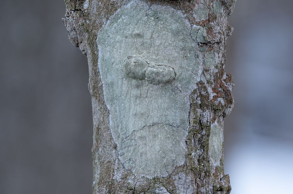A pale green dusty crustose lichen covers part of a young sugar maple trunk. The bark of the tree has two lumps in the middle of the patch, and a crack towards the bottom. That combined with the oval shape of the lichen give the appearance of a face. A white margin is visible around the edge of the lichen.