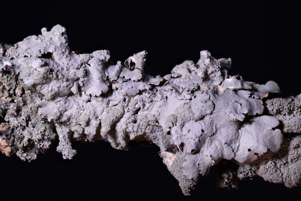a 1:1 lifesize macro photo of a large, gray, leafy, foliose lichen growing tightly to a branch. The branch has been posed in front of a black backdrop and the specimen is lit up artificially, enhancing the visibility of the identifying features. Faint white maculae can be seen making net-like patterns over the lobe tips. The central more wrinkly parts of the lichen are covered in coarse to fine granules called soredia. The margins of the lobes have a slight but distinct dark edge.
