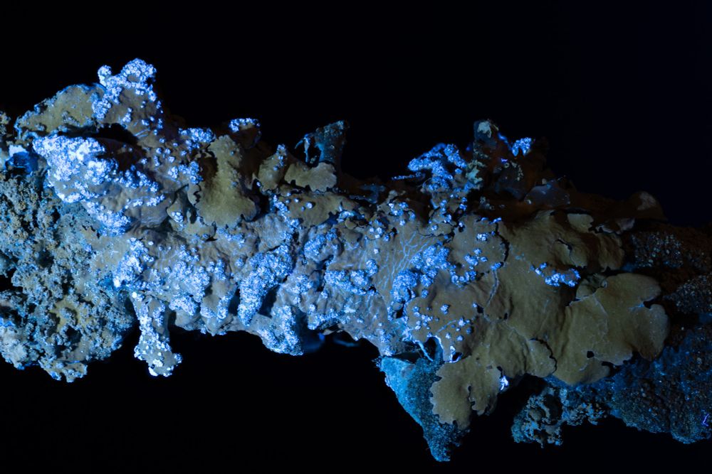 The same specimen from the first photo is now illuminated with 365nm ultraviolet light. The soralia and cracks in the cortex reveal the inner tissues of the lichen known as the medulla, which contain the chemical divaricatic acid. This chemical fluoresces under the ultraviolet light and releases bright blue light everywhere the medulla is exposed. 