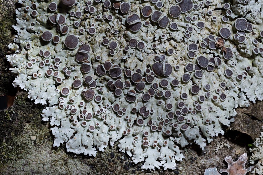 A light gray foliose lichen with narrow, flat, and adnate lobes spreads across bark in a rosette-like pattern. There are dozens of dark brown to black discs with smooth, pale gray margins erupting from the surface of the lichen. The disks vary in size and some are slightly bent or wrinkled. 
