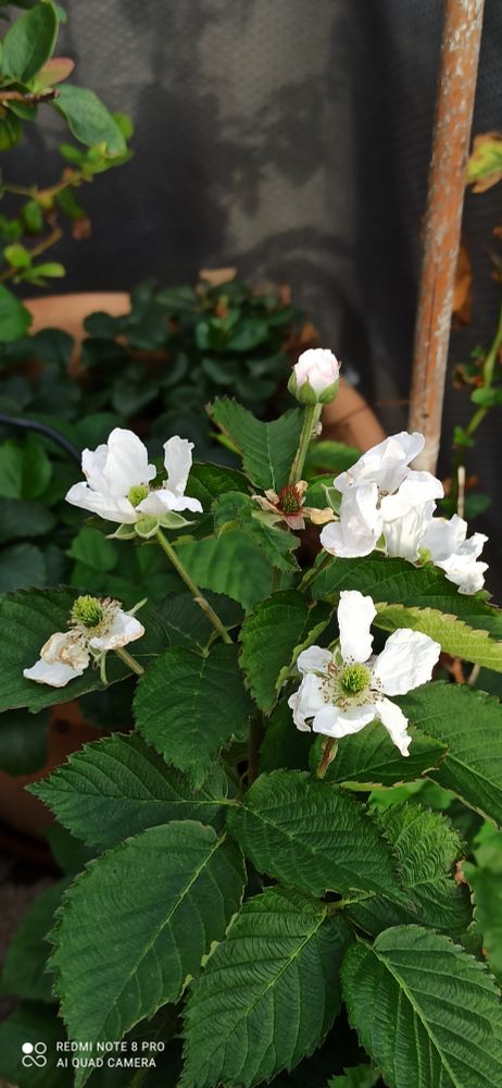 Fleurs blanches from JrafCorp™