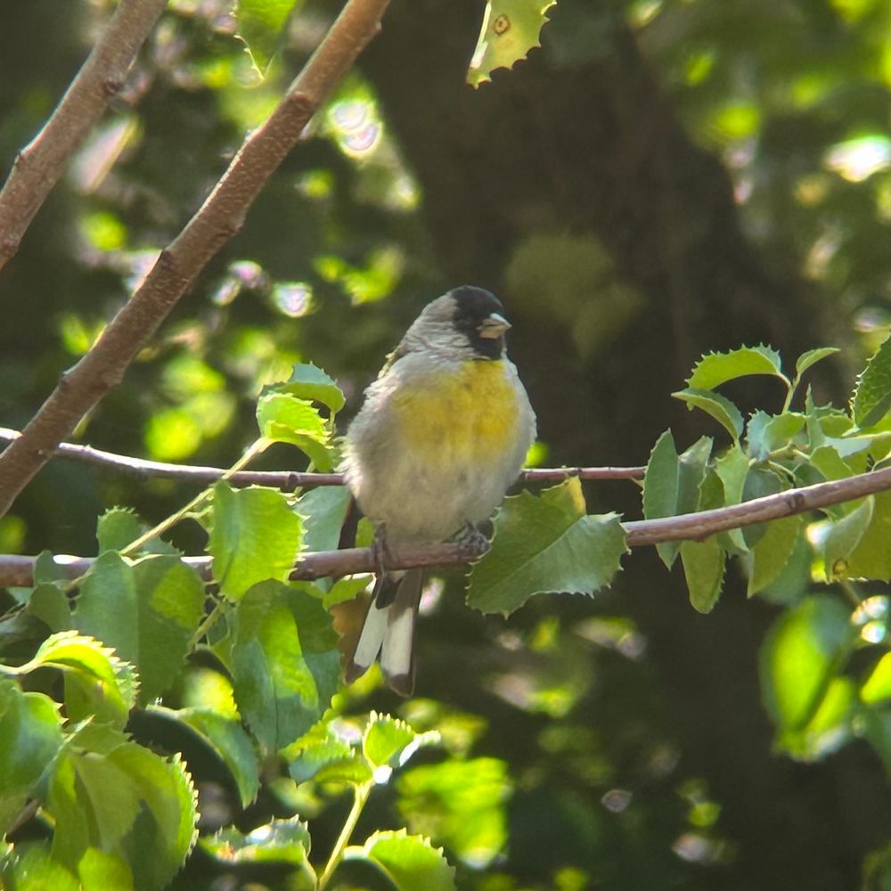 Lawrence’s Goldfinch perched on a branch