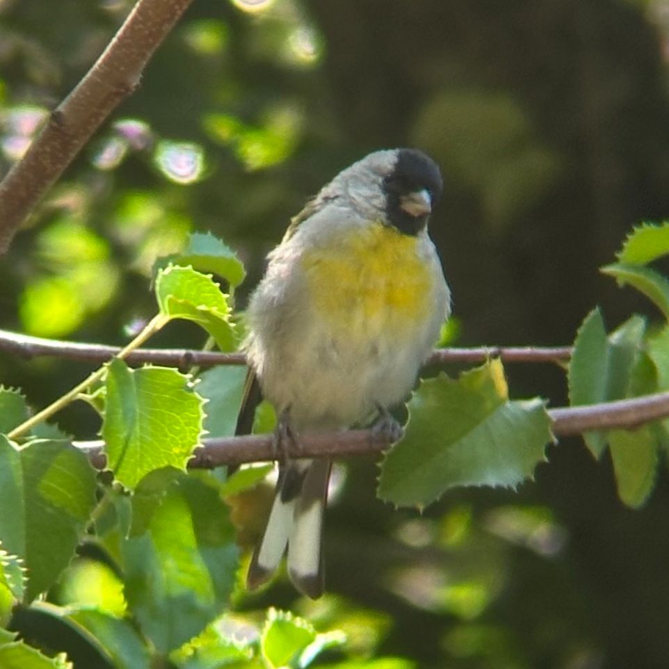 Lawrence’s Goldfinch tilting its head inquisitively