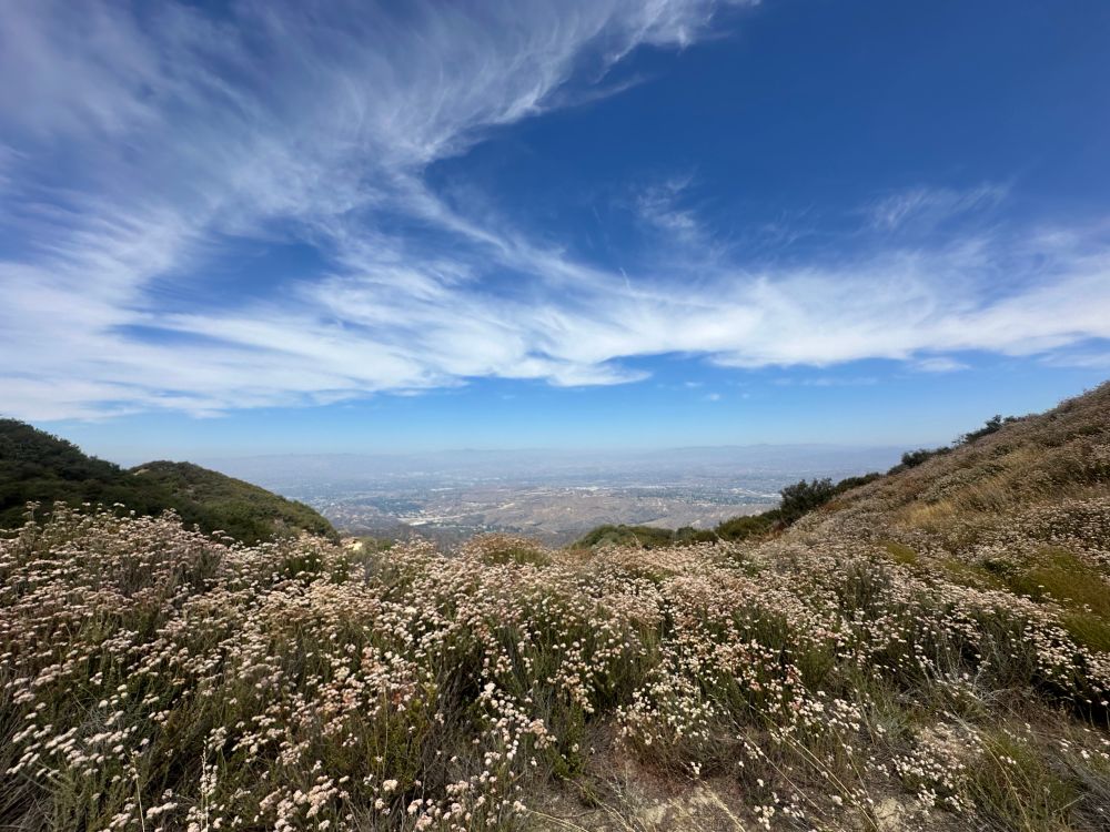 Los Pinetos Trail, crest overlooking the North San Fernando Valley. So many beautiful creatures up here! Red-shouldered hawks, ravens, lesser and Lawrence’s goldfinches, scrub and Steller’s jays, phainopepla, two coast horned lizards, and hooded orioles. Some beautiful bugs as well - I’m not as fluent in handling those IDs, but I try to record what I can nonetheless. 