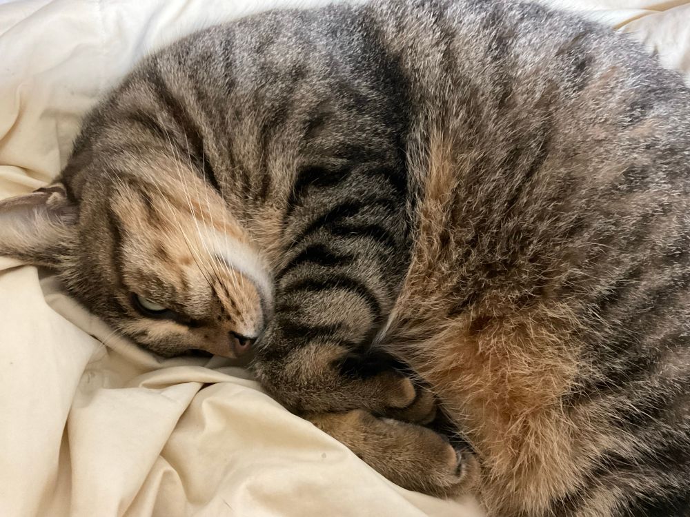 猫が寝てて、掛け布団が掛けられない