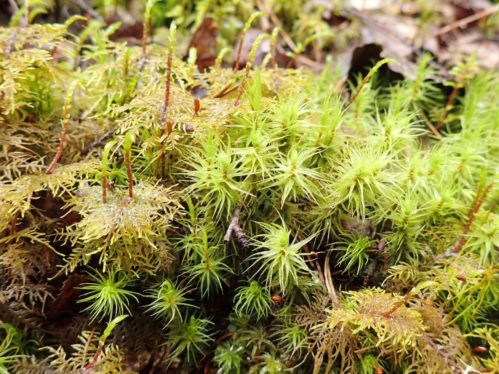 Des tiges feuillées de Dicranum polysetum, mélangées à quelques jeunes tiges de Hylocomium splendens