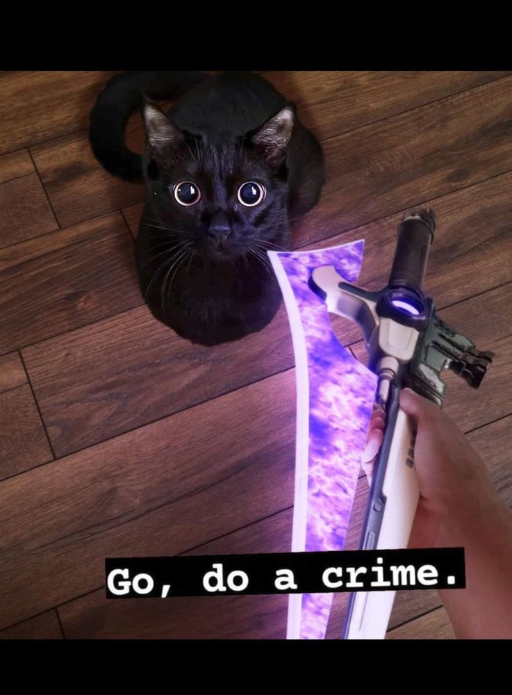 A cat given the opportunity to become legend