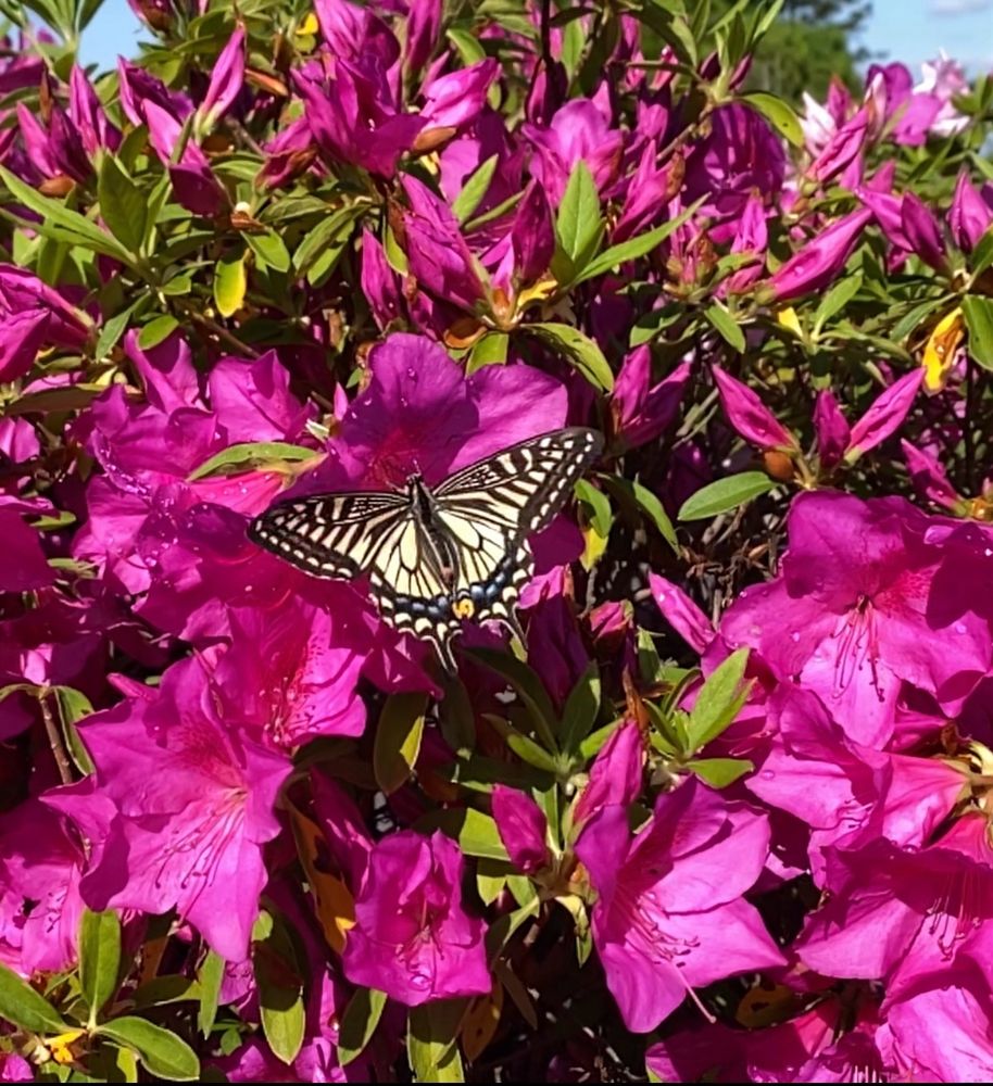 ナミアゲハと躑躅