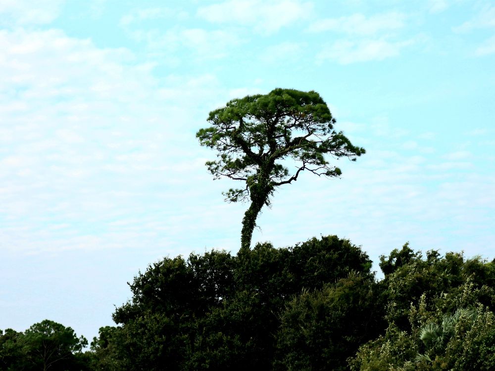 A tall pine tree cast high in the sky, well beyond its neighboring growth. 