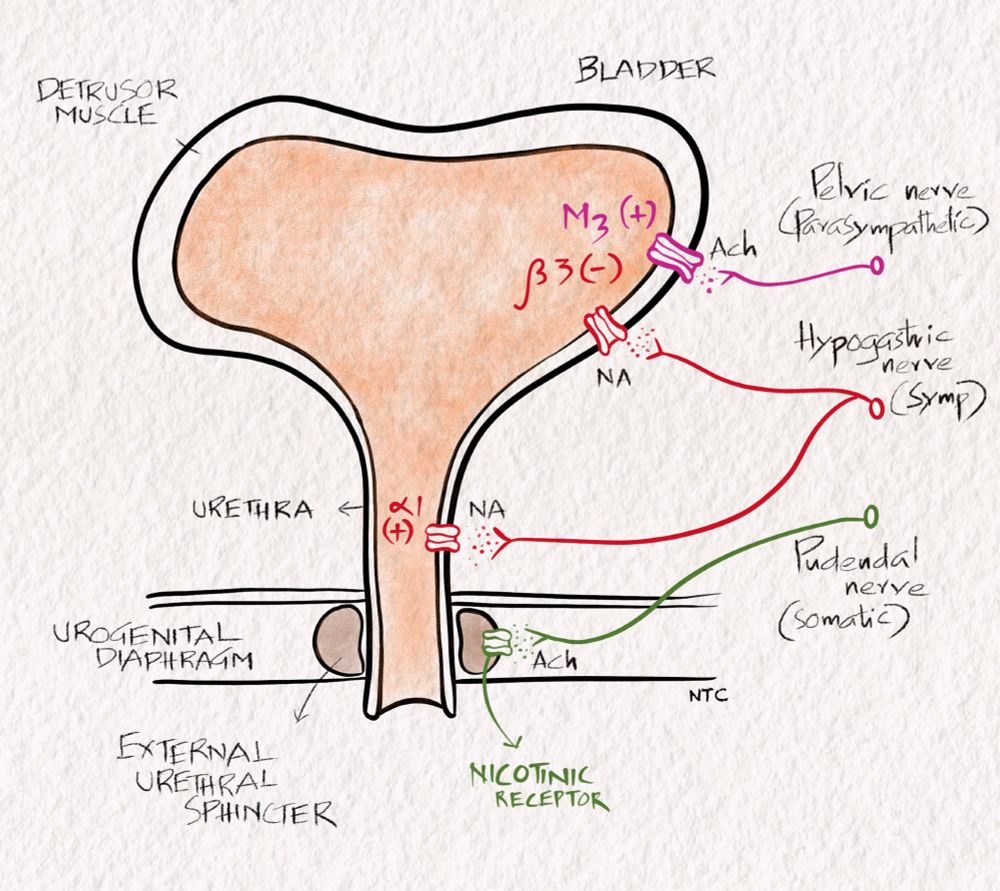 Schematic diagram showing the innervation of the bladder