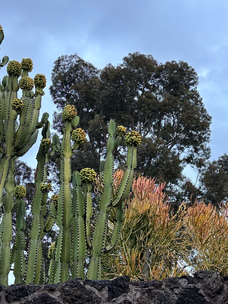 Large eucalyptus tree in back, large Euphorbia abyssinica (candelabra spurge)  on left side, Euphorbia tirucalli (fire stick or Indian tree spurge) on right