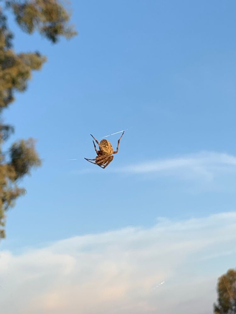 Ballooning spider midair with only one gossamer thread visible