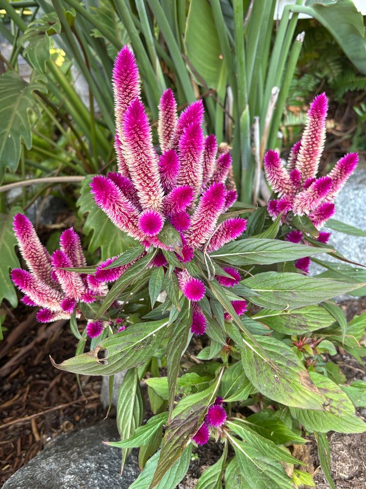 Celosia argentea (plumed cockscomb or silver cock's comb) with magenta/ whitish spiky flowers