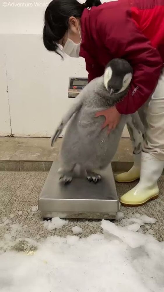 飼育スタッフ VS エンペラーペンギンの赤ちゃん