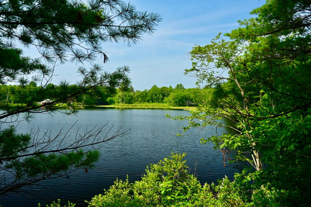Bateman's Pond

This photo captures a picturesque lakeside scene, framed by lush green trees and shrubs. The calm water reflects the clear blue sky above, with gentle ripples adding texture. In the distance, a dense line of trees stretches along the opposite shore, creating a natural, peaceful backdrop. Sunlight filters through the foliage, casting light and shadows that enhance the vivid greenery around the lake.