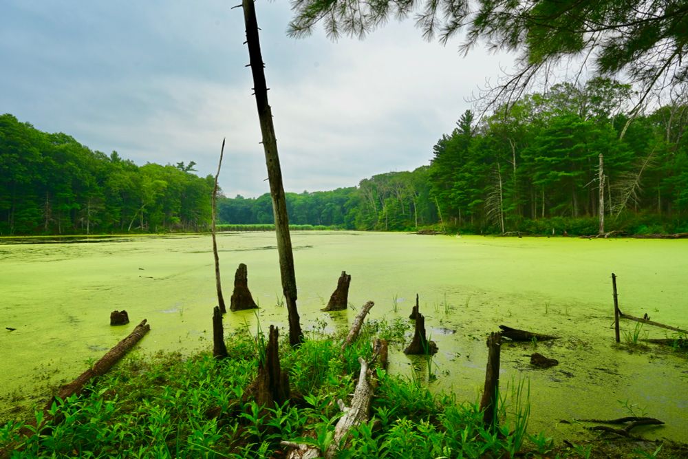 School House Pond

This photo captures a still, natural wetland scene with a green, algae-covered surface stretching across the water. Dead tree stumps protrude from the water, adding a rugged texture to the landscape. Dense, lush green forest surrounds the wetland on both sides, with tall trees reaching into the cloudy sky. The overcast lighting casts a soft, diffused glow, enhancing the rich greens and earthy browns throughout the image.