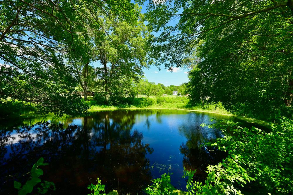 Van Leer / McDowell Land

This photo captures a tranquil pond surrounded by lush greenery. The water reflects the vibrant blue sky and the leafy branches overhead. Trees densely line the pond’s edge, their vibrant green leaves creating a cool, shaded canopy. The scene is peaceful and bright, with sunlight filtering through the foliage, casting dappled patterns on the water and ground. In the distance, a small structure can be seen partially obscured by the verdant landscape.