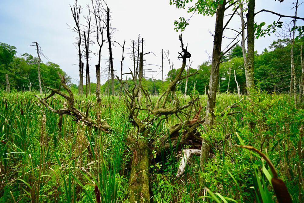 Trout Brook

This photo captures a dense, wild wetland filled with tall, vibrant green grasses and cattails. In the foreground, a large fallen tree with gnarled, twisted branches adds a rugged texture. The background features stark, leafless trees standing like weathered sentinels, contrasting with the lush greenery beyond. The overcast sky casts a soft, diffused light, enhancing the natural, untamed beauty of the landscape.