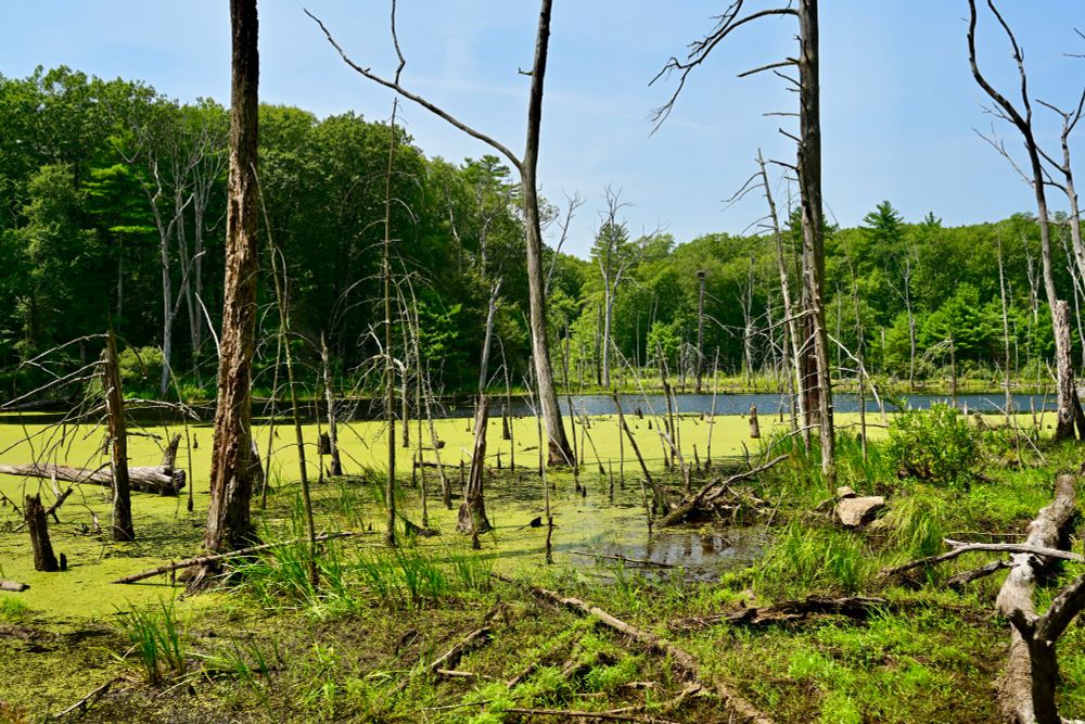 Saw Mill Brook

This photo captures a quiet, natural wetland scene. The foreground features patches of green grass and muddy ground, interspersed with fallen logs and standing dead trees with bare branches. Pools of still water covered in a layer of green algae stretch towards the background, where a darker, open area of water reflects the clear blue sky. Dense, lush green trees frame the scene, creating a contrast with the stark, lifeless trunks scattered throughout the swamp. The environment feels untouched and peaceful under the bright daylight.