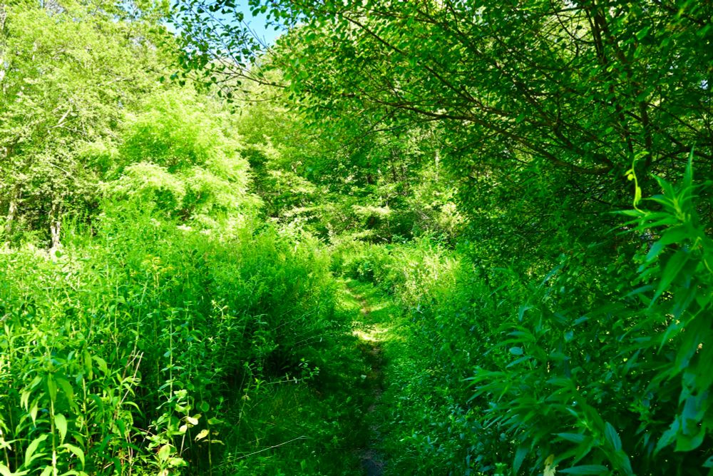 Van Leer / McDowell Land

This photo captures a lush, green forest path surrounded by dense foliage. The narrow trail winds gently through tall grasses and leafy plants, framed by overhanging branches. Sunlight filters through the canopy, casting dappled light and enhancing the vibrant shades of green. The scene exudes a peaceful, natural charm, inviting exploration and quiet reflection.