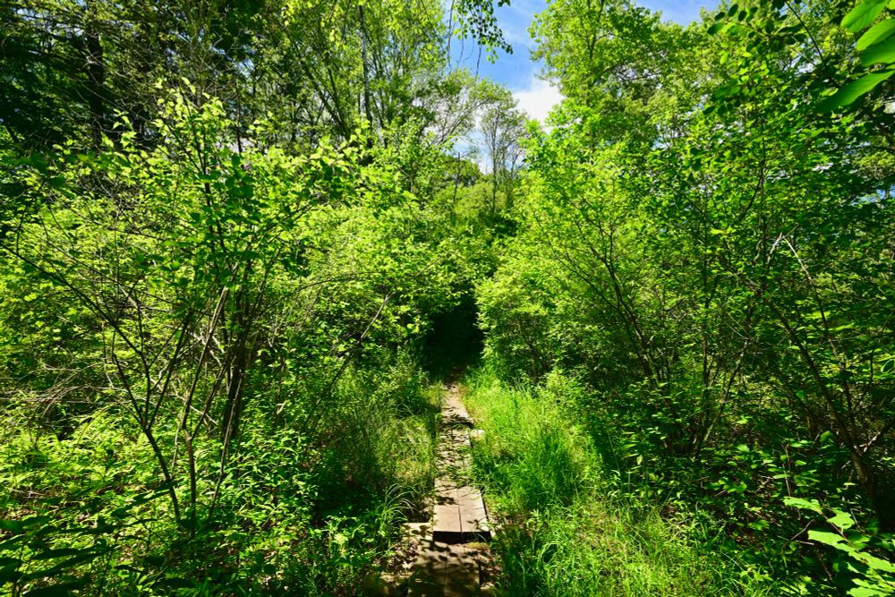 Emerson-Thoreau Amble Trail

This photo captures a lush, green forest path surrounded by dense foliage. Sunlight filters through the tall trees, casting dappled light on the narrow wooden walkway that leads deeper into the vibrant greenery. The bright blue sky peeks through the canopy, adding contrast to the vivid shades of green. The scene feels inviting and peaceful, with nature enveloping the path in every direction.