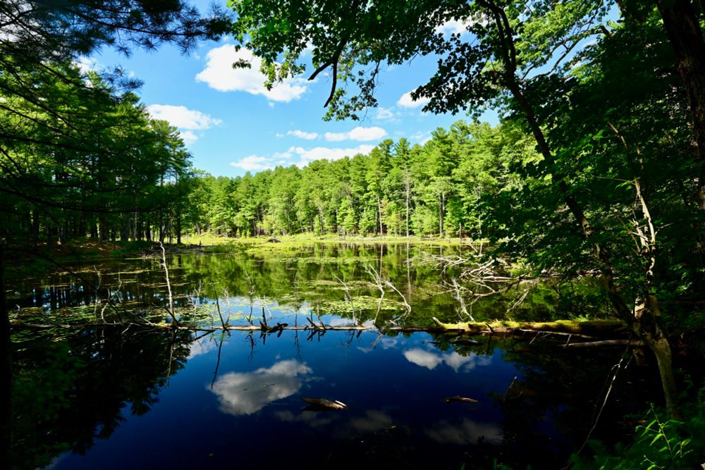 Heywood's Meadow

This photo captures a peaceful woodland scene featuring a still body of water surrounded by lush green trees. The water reflects the bright blue sky dotted with fluffy white clouds, creating a mirror-like effect. Sunlight filters through the leaves, casting dappled light and shadows on the forest floor. Fallen branches and logs rest in the water, adding natural texture to the landscape.