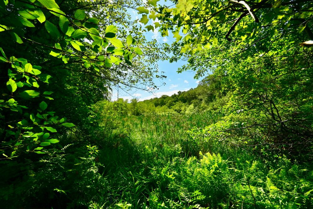 Wheeler Farm Land

This photo captures a lush, vibrant landscape filled with dense greenery. Sunlight filters through the canopy of leaves, casting dappled light on the ferns and tall grasses below. The scene opens up to a dense thicket of reeds and distant trees, under a bright blue sky dotted with fluffy white clouds. The fresh, vivid greens and natural composition create a peaceful, refreshing atmosphere.