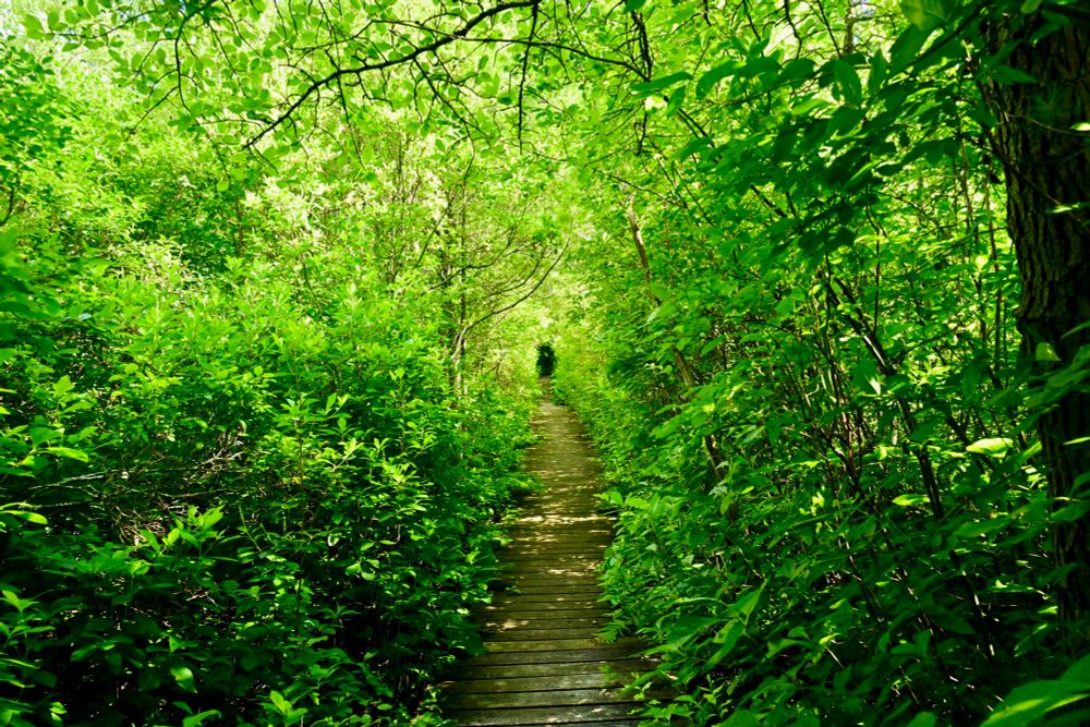 Glacial Hill Trail

This photo captures a lush, green pathway surrounded by dense foliage. A narrow wooden boardwalk winds through the thick vegetation, with overhanging branches creating a natural canopy overhead. The sunlight filters through the leaves, casting dappled light and shadow patterns along the path. The scene feels peaceful and inviting, drawing the viewer into the depths of the vibrant greenery.