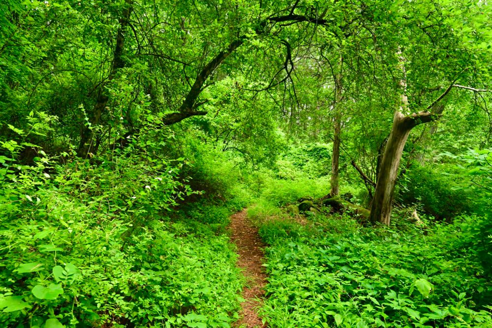 Castle Hill Conservation Area

This photo captures a lush, vibrant forest scene with a narrow dirt path winding through dense greenery. Tall trees with outstretched branches create a natural canopy, casting dappled light on the rich foliage below. The vivid shades of green from the leaves and plants suggest a healthy, thriving ecosystem. The path invites exploration, leading the viewer’s eye deeper into the forest’s enchanting, quiet atmosphere.