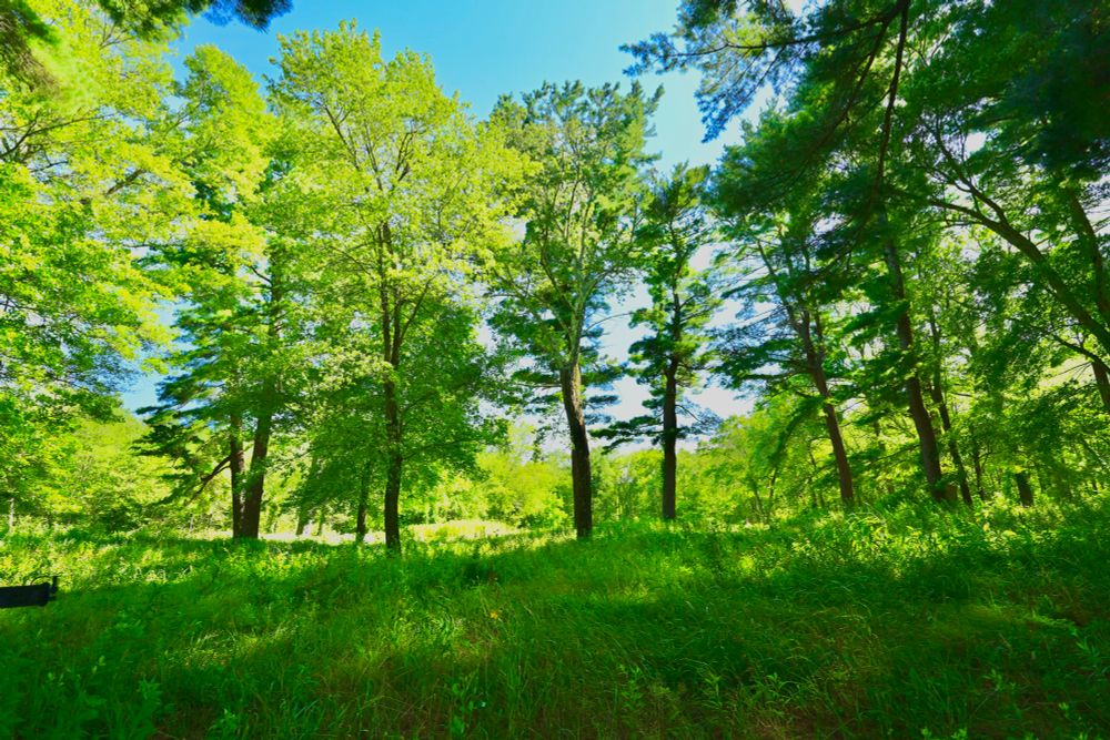 Van Leer / McDowell Land

This photo showcases a lush, green forest bathed in bright sunlight. Tall trees with vibrant leaves stretch towards a clear blue sky, casting dappled shadows across the soft, grassy floor. The mixture of light and shade creates a peaceful, inviting atmosphere, with the rich greenery exuding freshness and vitality. The gentle sway of the trees and the open space beyond suggest a quiet, undisturbed natural setting.