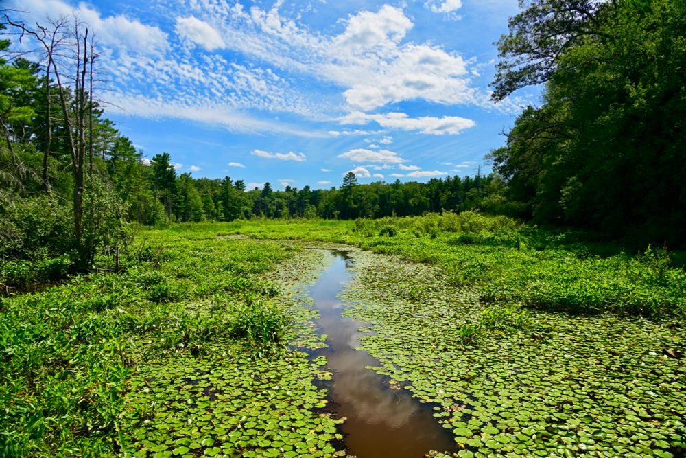 Indian Brook

This photo captures a lush wetland filled with vibrant green vegetation and lily pads blanketing the water's surface. A narrow, reflective stream winds through the middle, mirroring the bright blue sky scattered with fluffy white clouds. Tall trees border the scene, adding depth and a rich contrast of dark greens. The combination of the vivid colors and natural elements exudes a peaceful, undisturbed atmosphere.