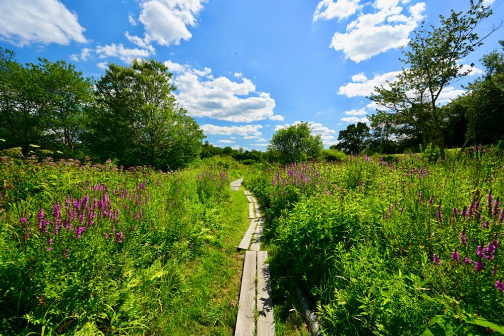 Sandy Pond Trust Land

This photo captures a vibrant natural landscape under a bright blue sky dotted with fluffy white clouds. A narrow wooden boardwalk winds through lush green vegetation, flanked by clusters of purple wildflowers. Trees with full, leafy canopies border the scene, adding depth and contrast to the colorful meadow. The sunlight bathes the area, highlighting the vivid colors and casting gentle shadows.