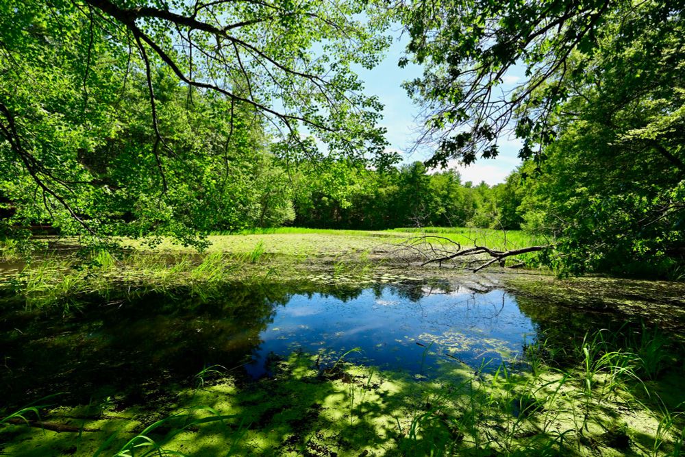 Fairyland Pond

This photo captures a lush, green wetland surrounded by dense trees. The still water reflects the bright blue sky, while patches of green algae and tall grasses frame the pond's edge. Overhanging branches create dappled shadows on the water, adding depth and contrast to the vibrant landscape. The scene feels peaceful and rich with natural beauty, inviting quiet contemplation. 